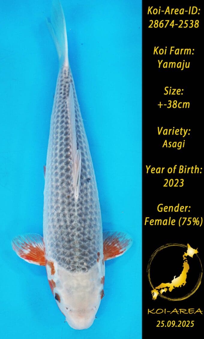 28674-2538