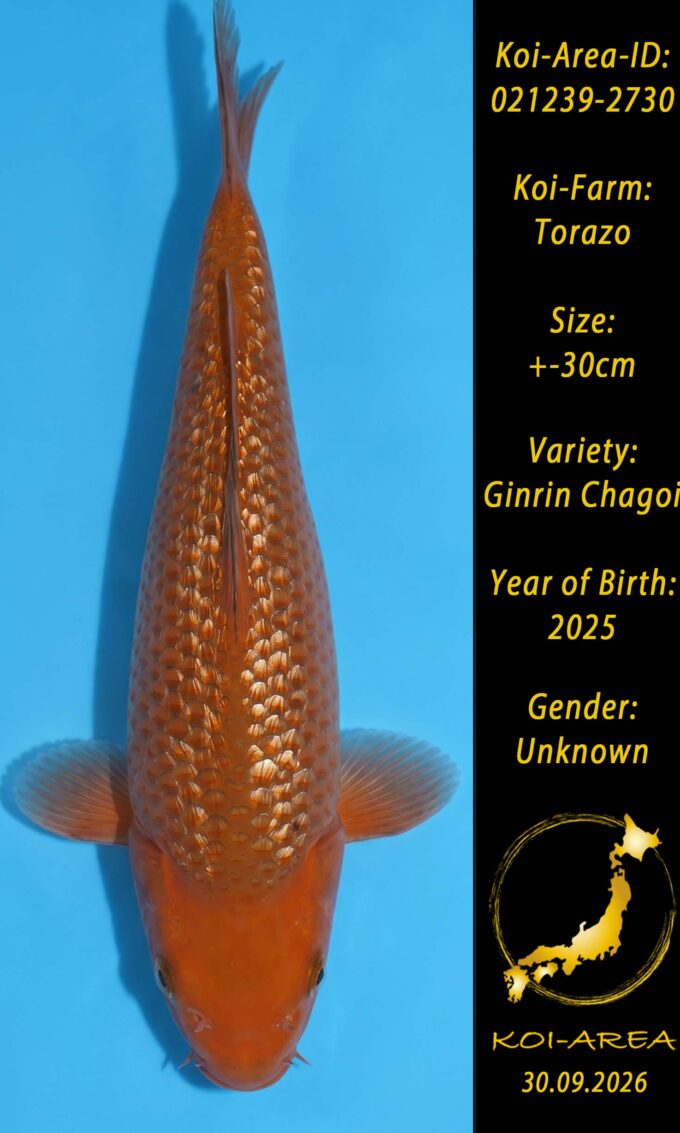 Tateshita 021239-2730