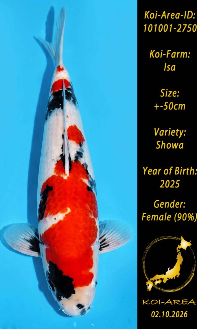 Show Koi 101001-2750