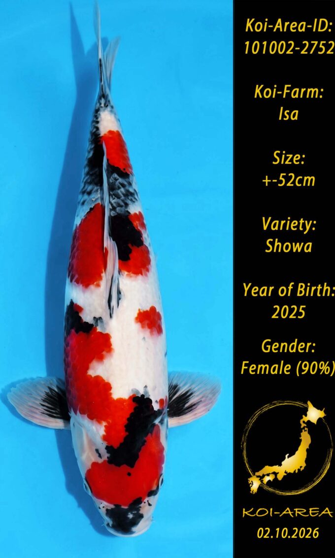 Show Koi 101002-2752