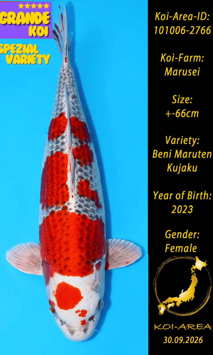 Show Koi 101006-2766