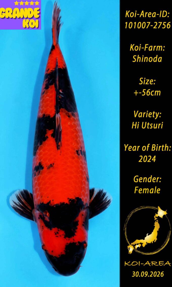 Show Koi 101007-2756