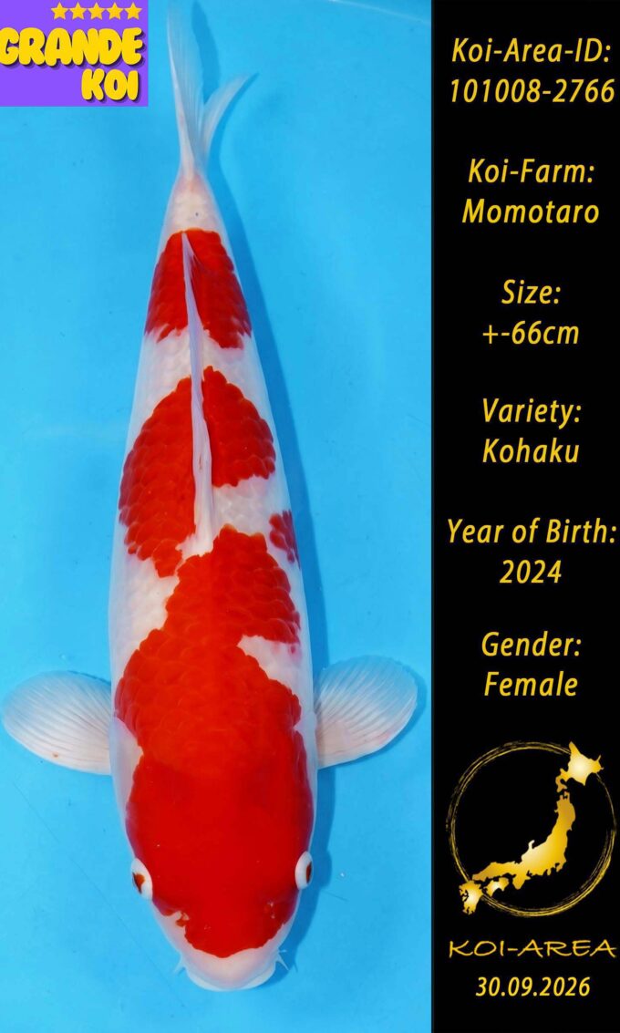 Show Koi 101008-2766