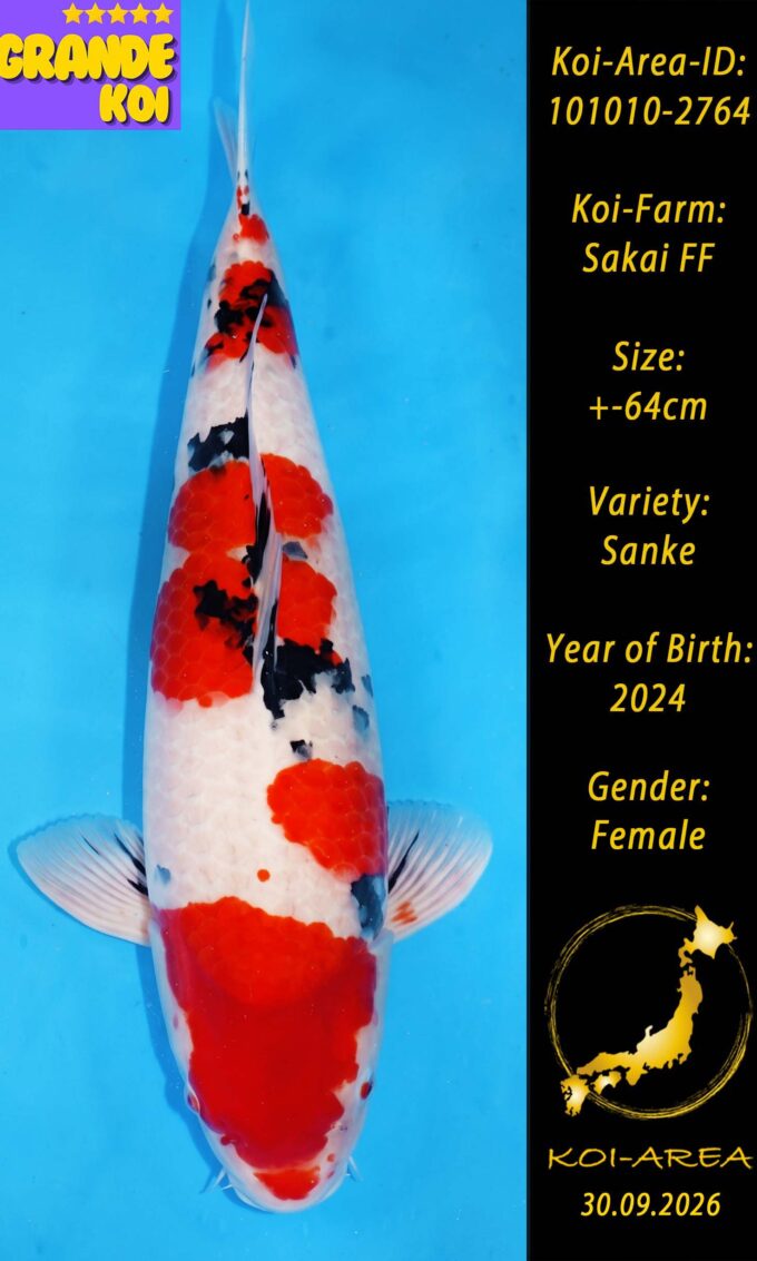 Show Koi 101010-2764