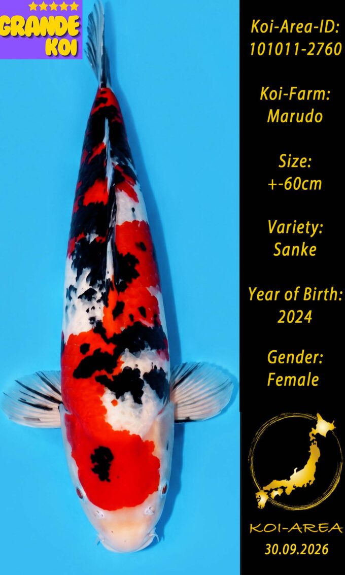 Show Koi 101011-2760