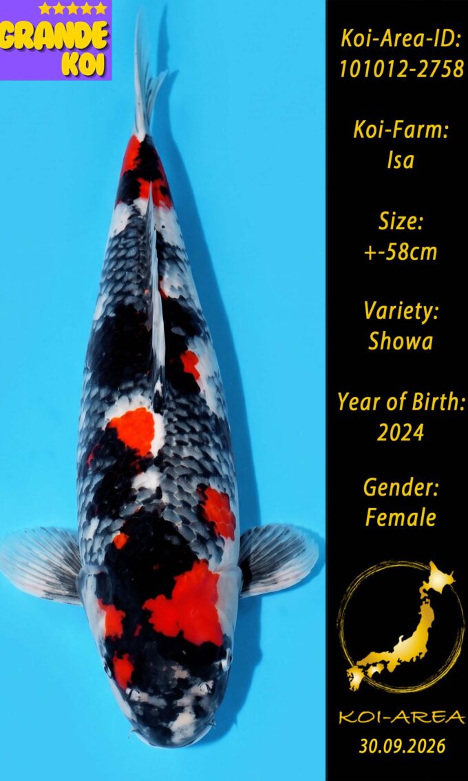 Show Koi 101012-2758