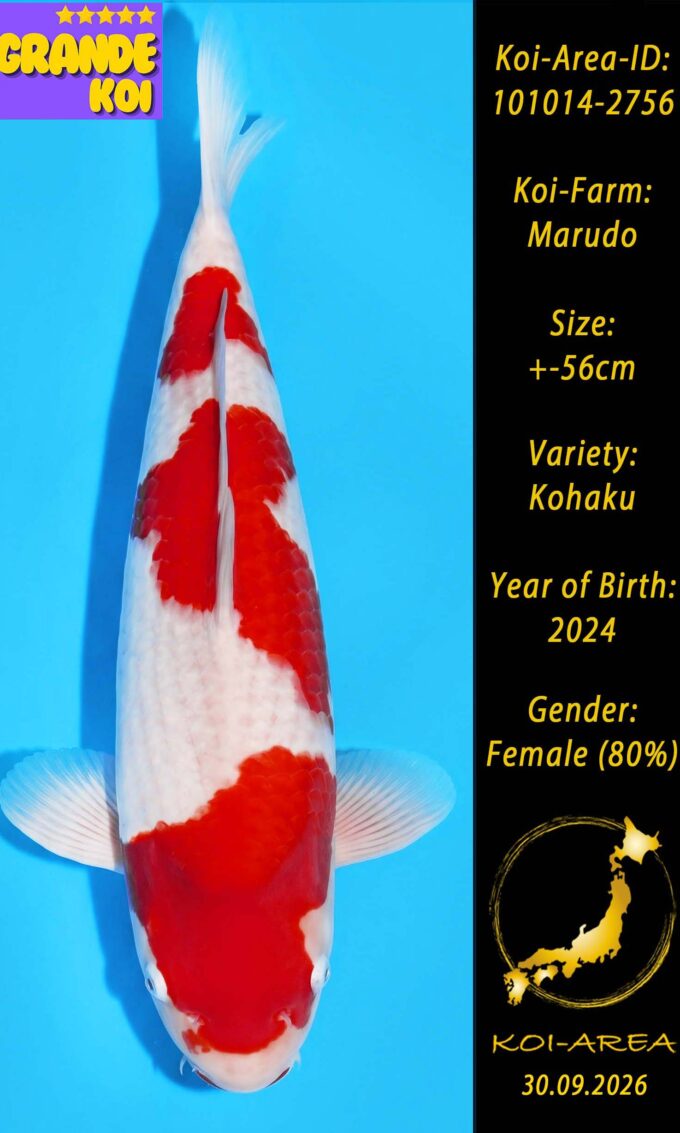 Show Koi 101014-2756