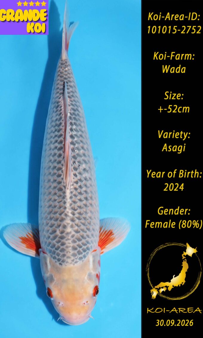 Show Koi 101015-2752