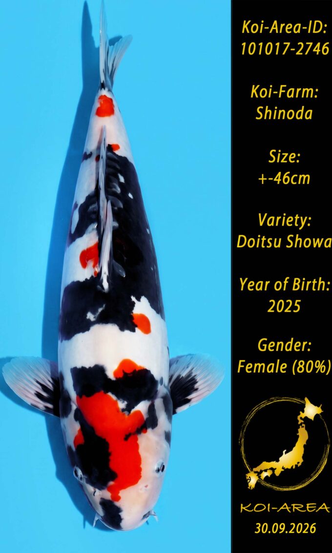 Show Koi 101017-2746