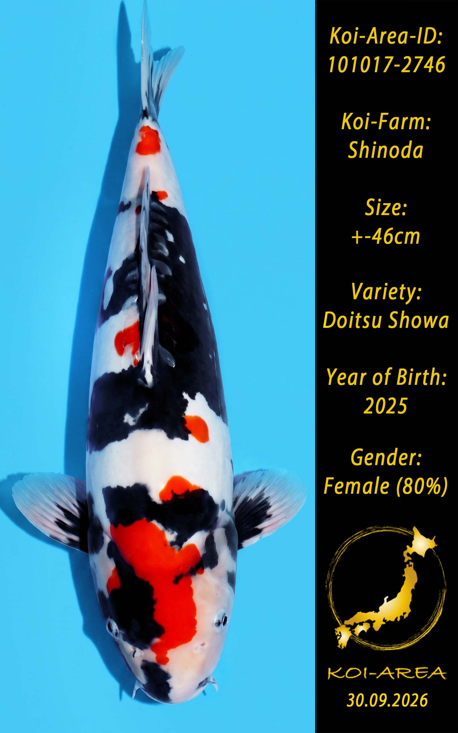 Show Koi 101017-2746