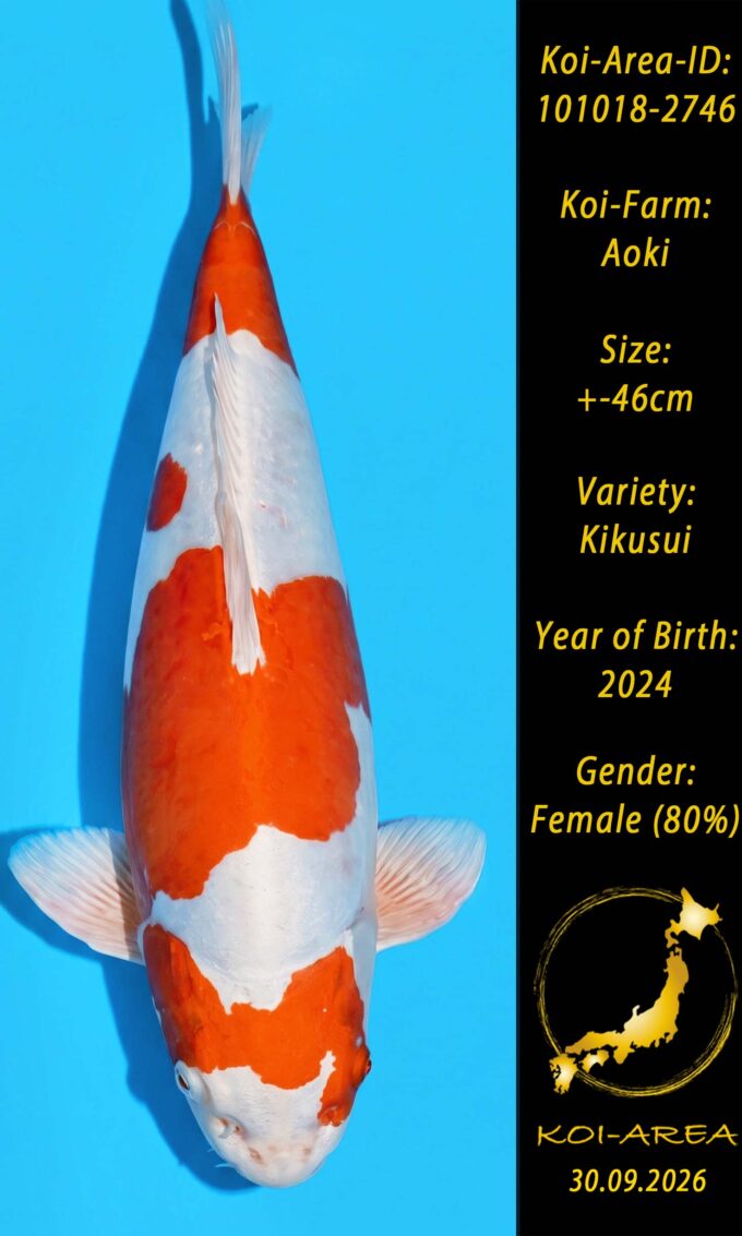 Show Koi 101018-2746