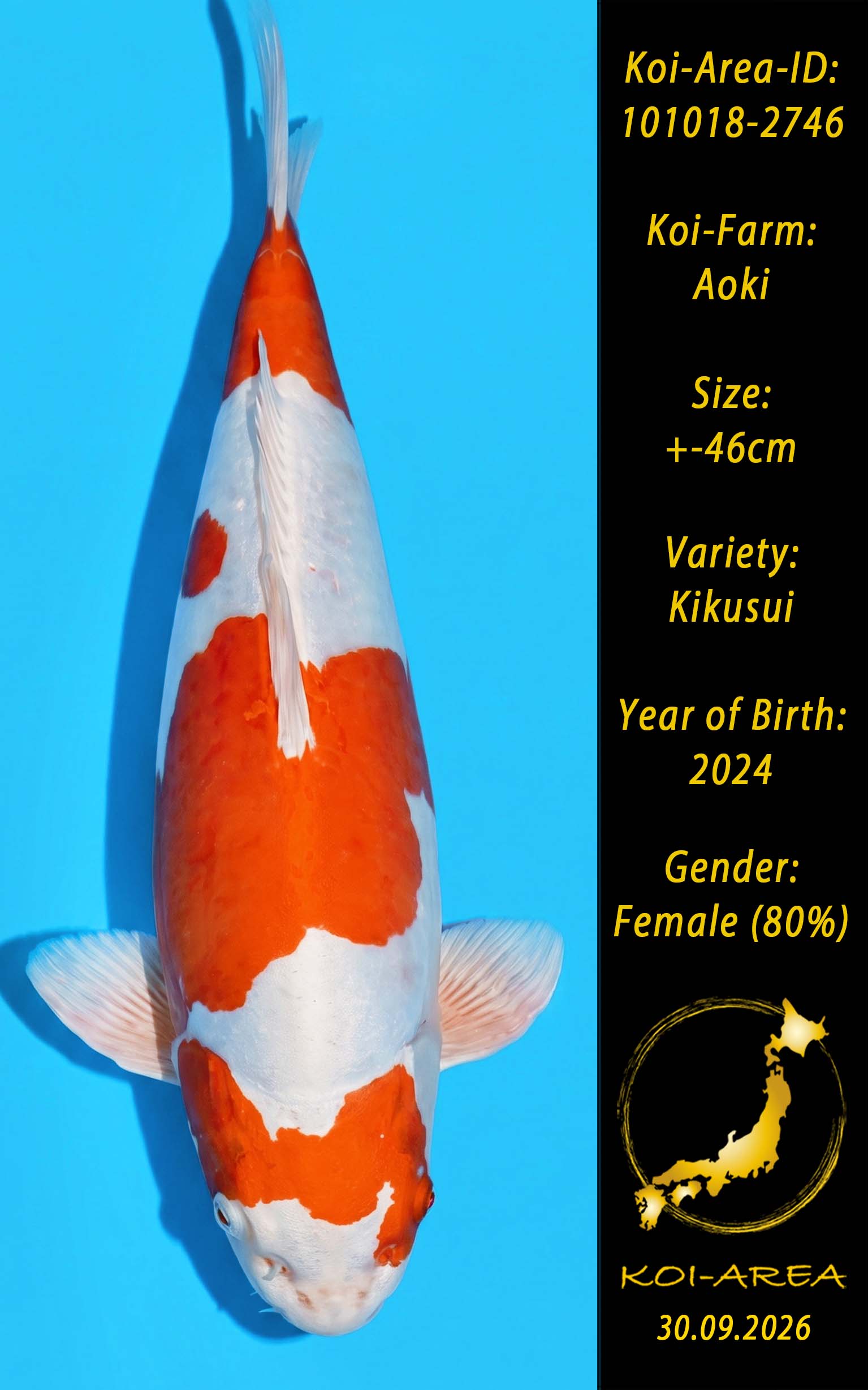 Show Koi 101018-2746
