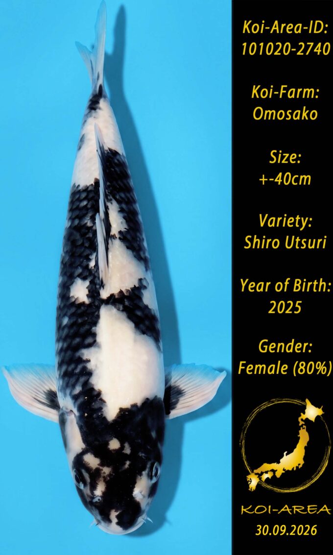 Show Koi 101020-2740