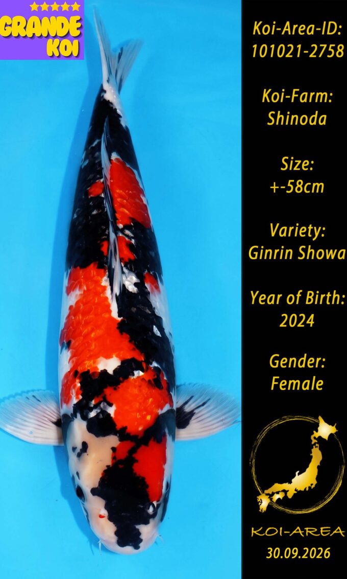Show Koi 101021-2758