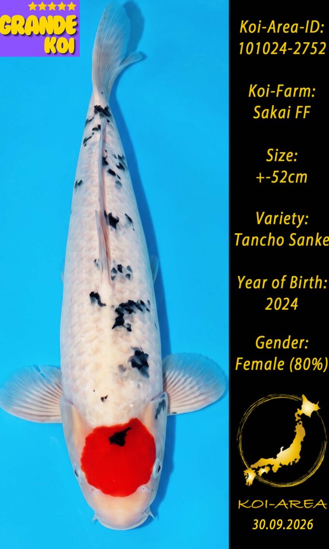 Show Koi 101024-2752