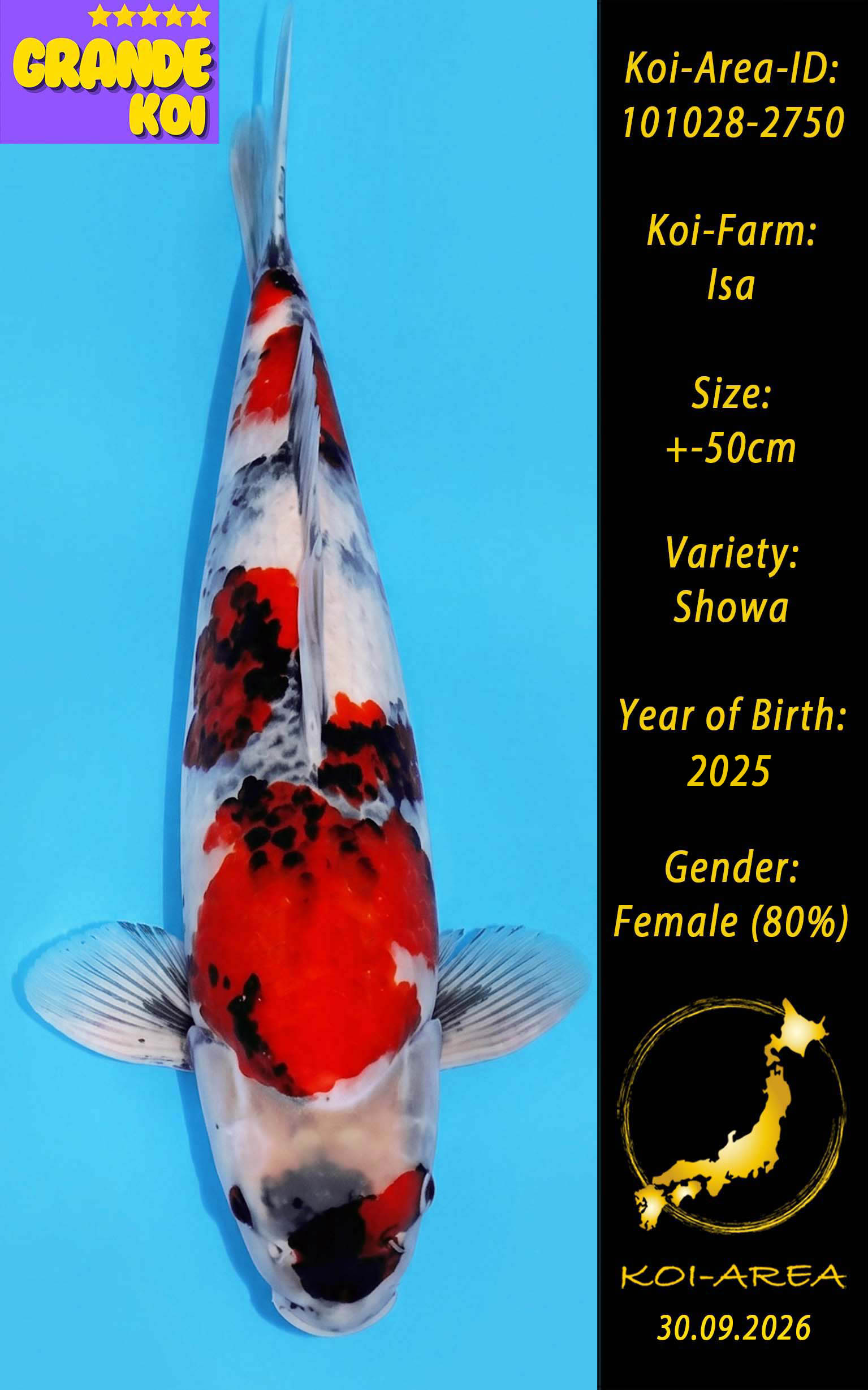 Show Koi 101028-2750