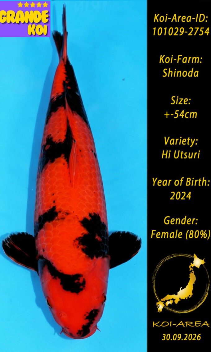Show Koi 101029-2754