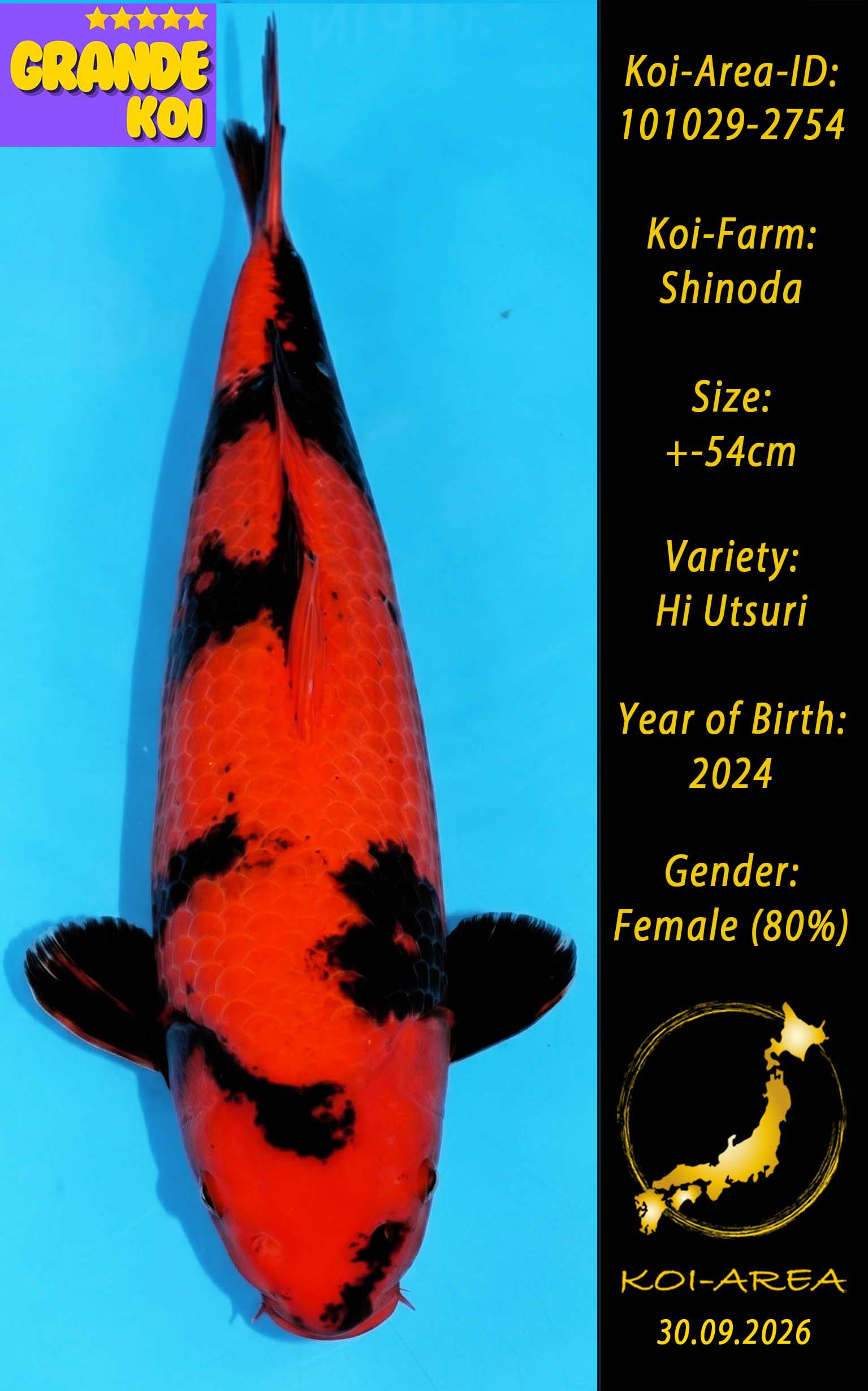 Show Koi 101029-2754