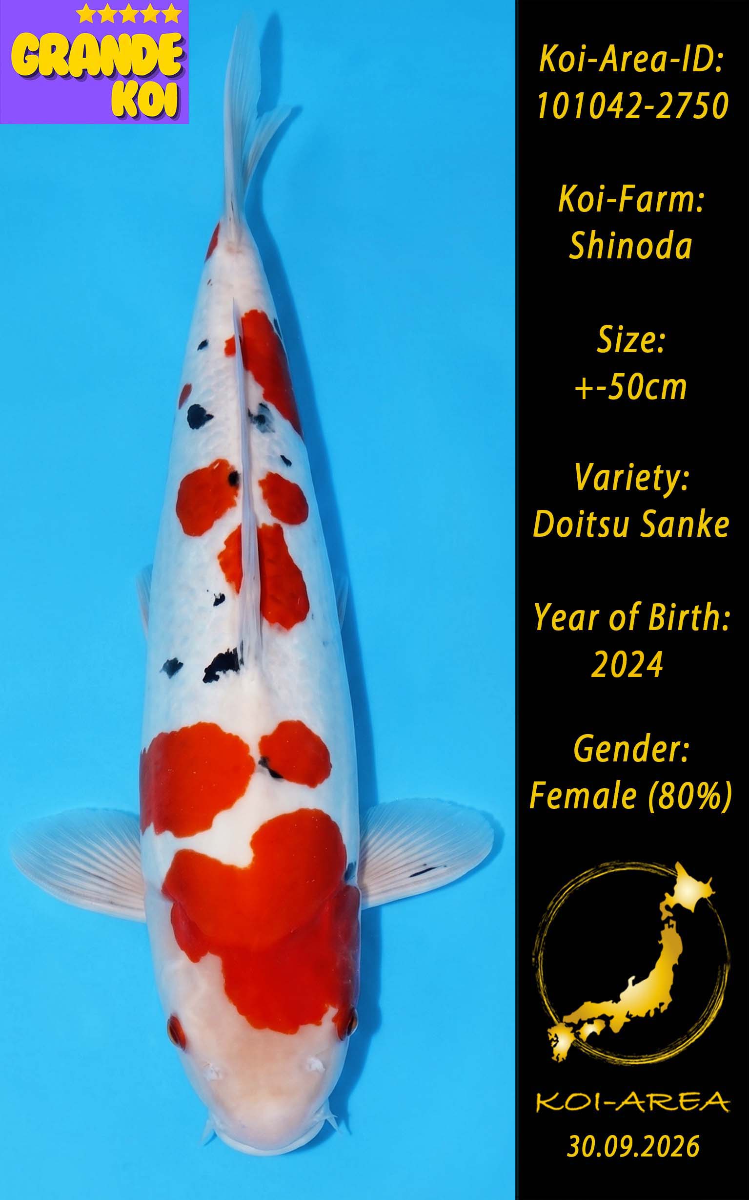 Show Koi 101042-2750