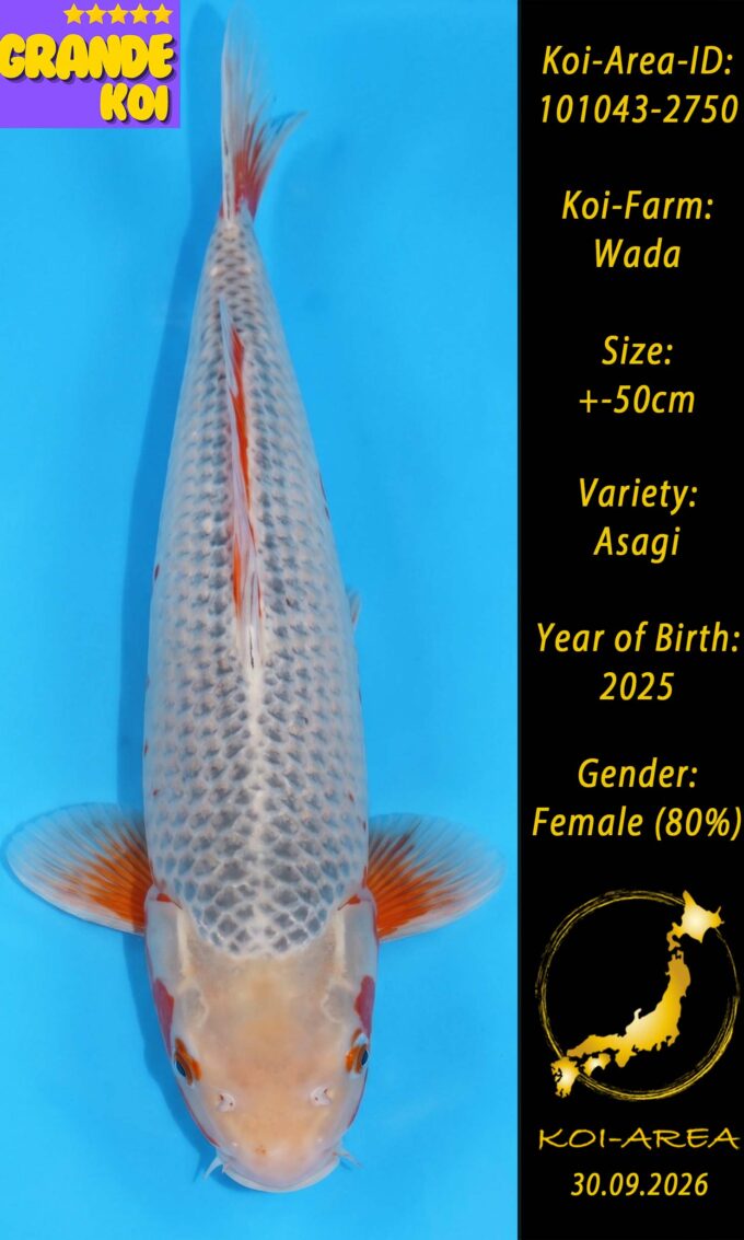 Show Koi 101043-2750