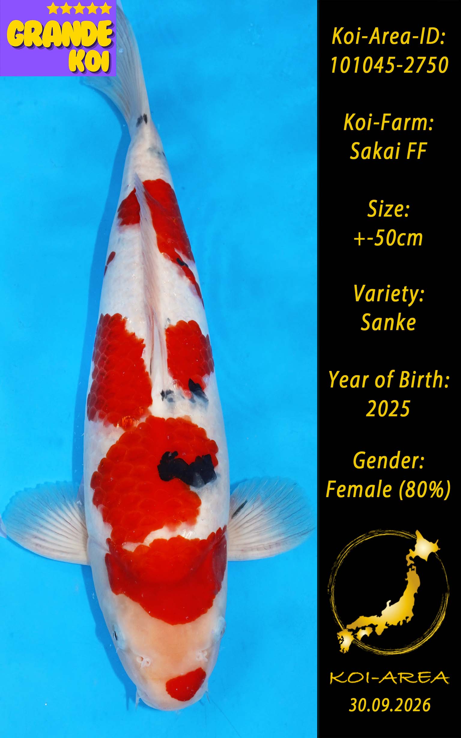 Show Koi 101045-2750