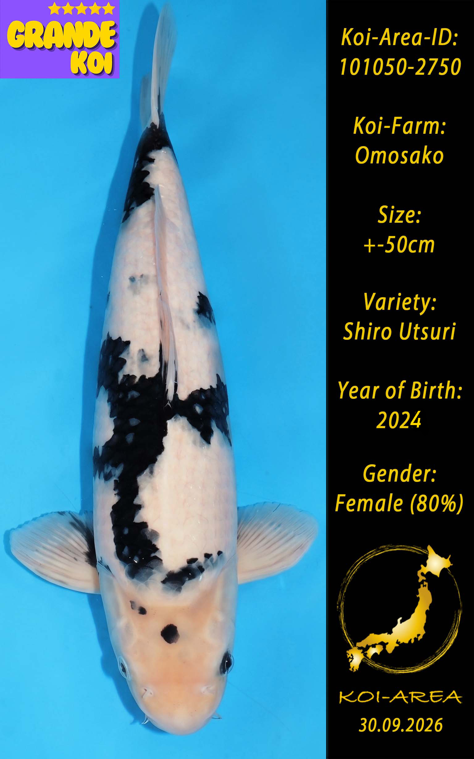 Show Koi 101050-2750