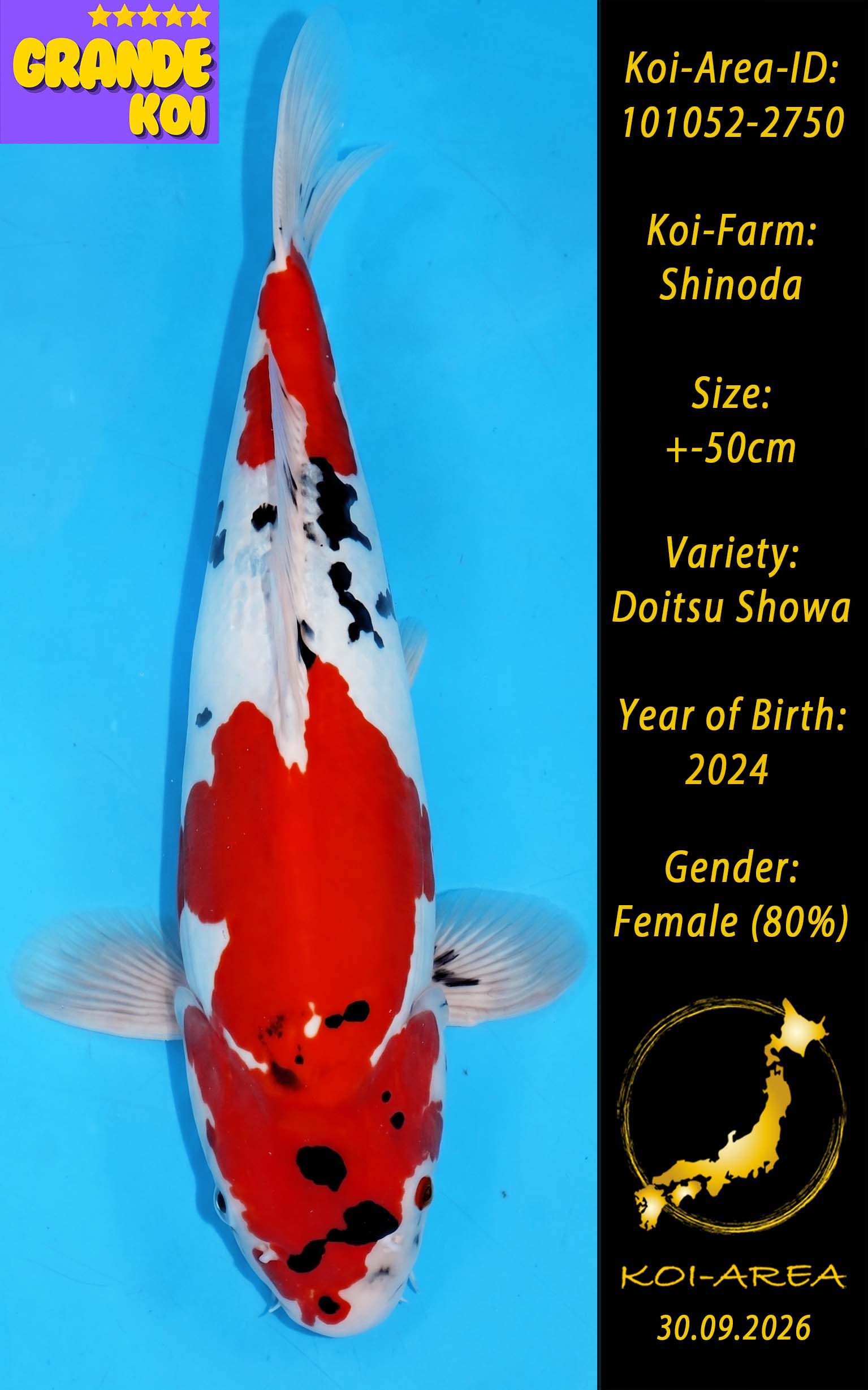 Show Koi 101052-2750