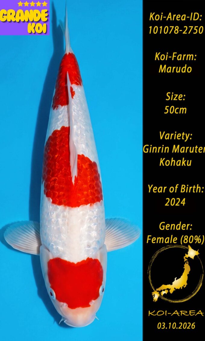 Show Koi 101078-2750