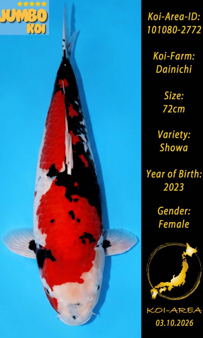 Show Koi 101080-2772