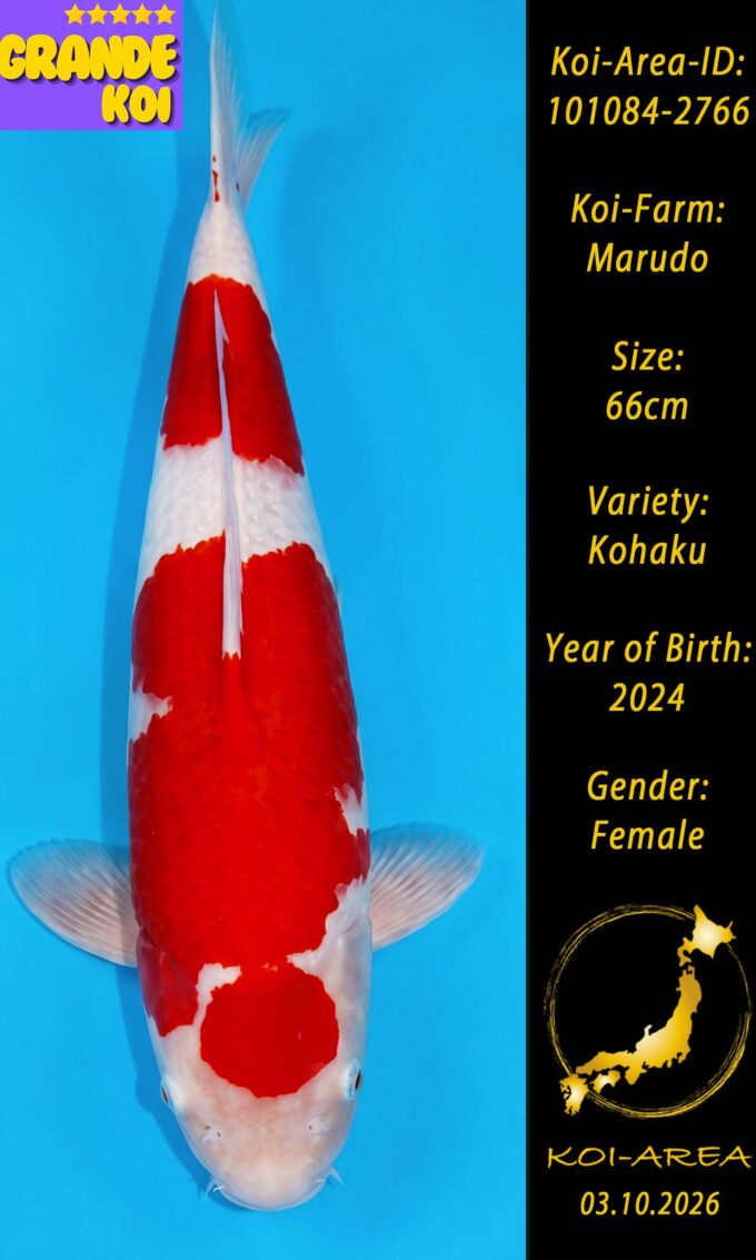 Show Koi 101084-2766