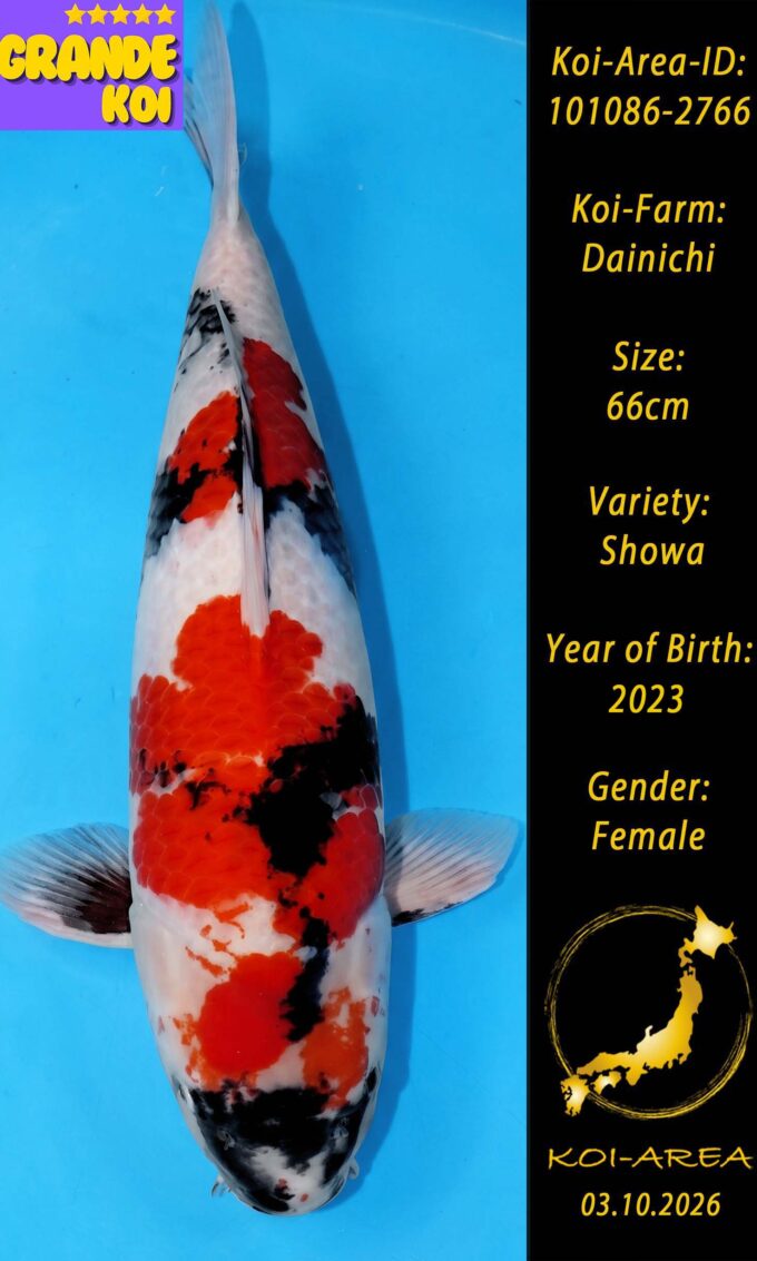 Show Koi 101086-2766