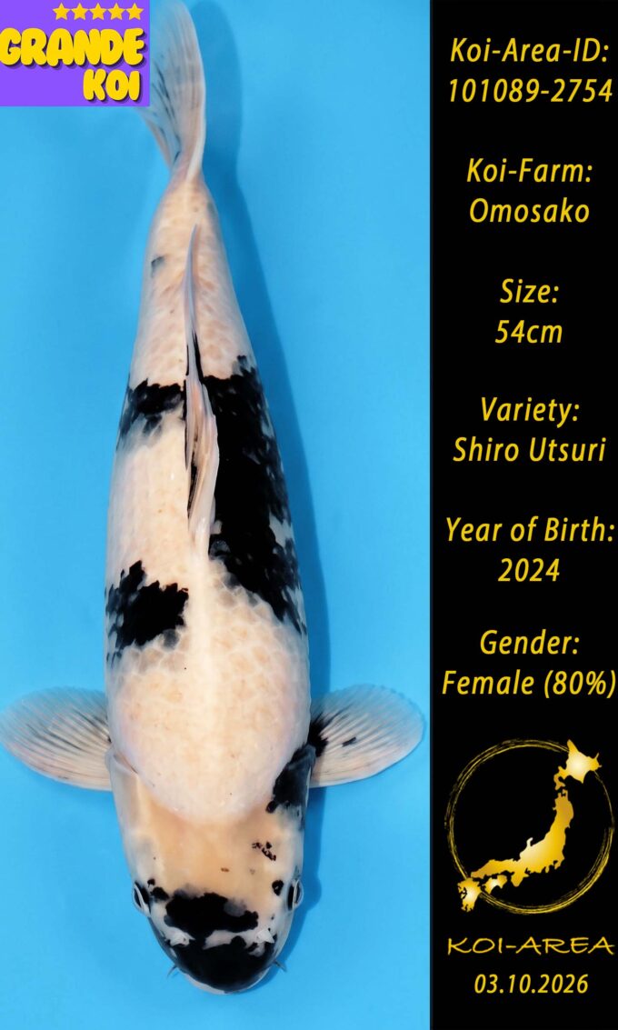 Show Koi 101089-2754
