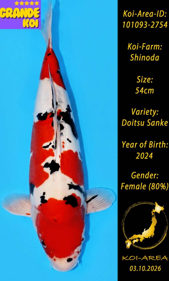 Show Koi 101093-2754