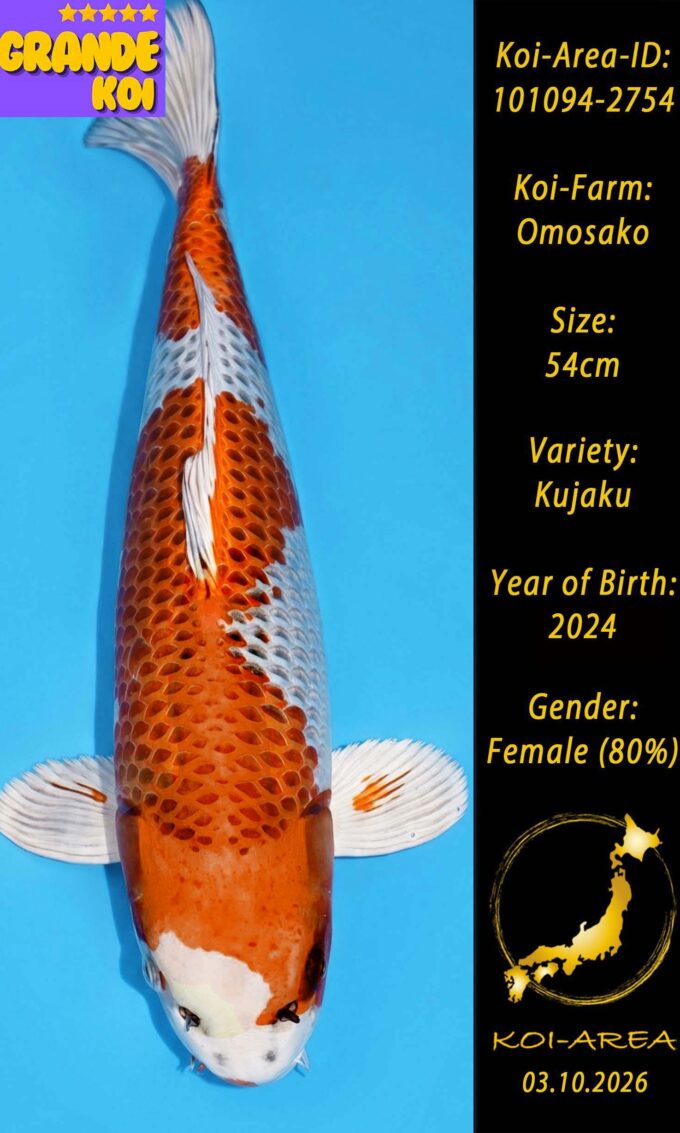 Show Koi 101094-2754