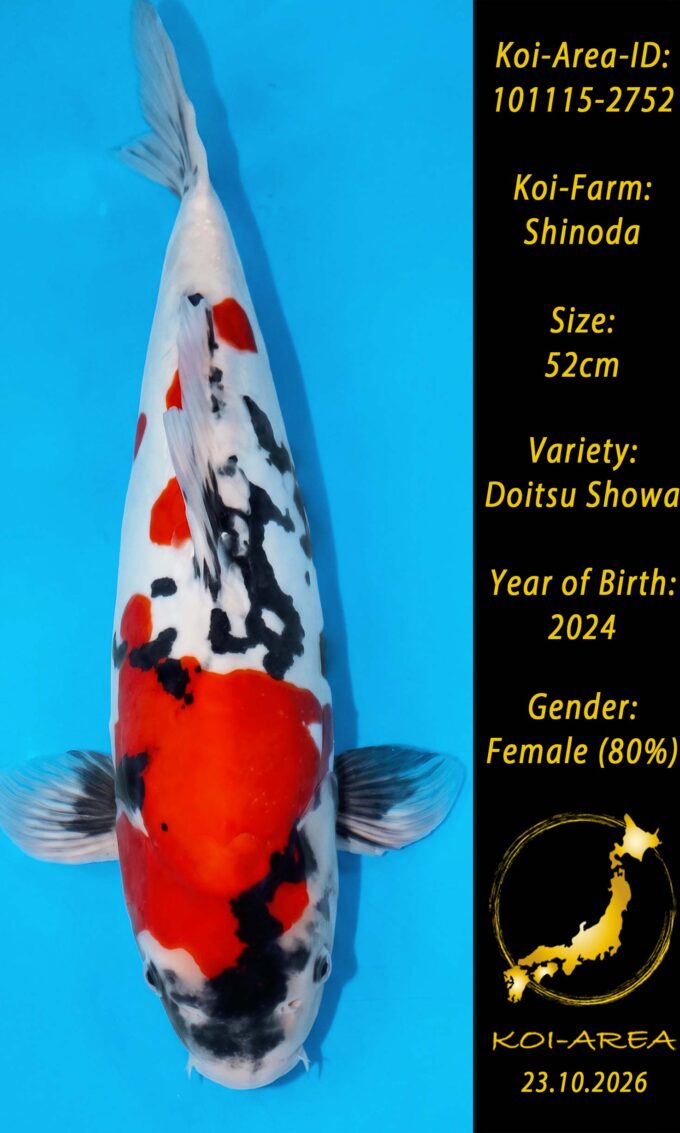 Show Koi 101115-2752