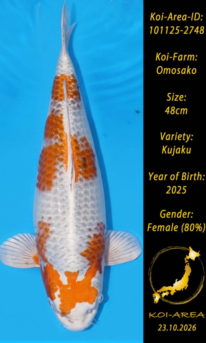 Show Koi 101125-2748