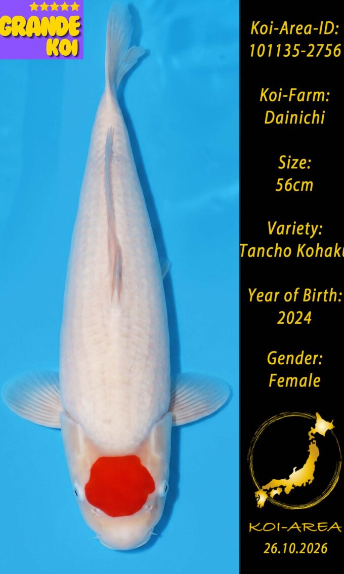 Show Koi 101135-2756