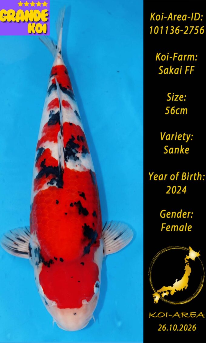 Show Koi 101136-2756