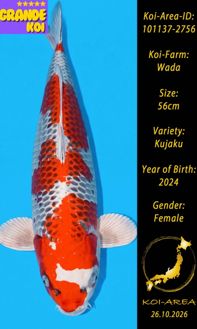 Show Koi 101137-2756