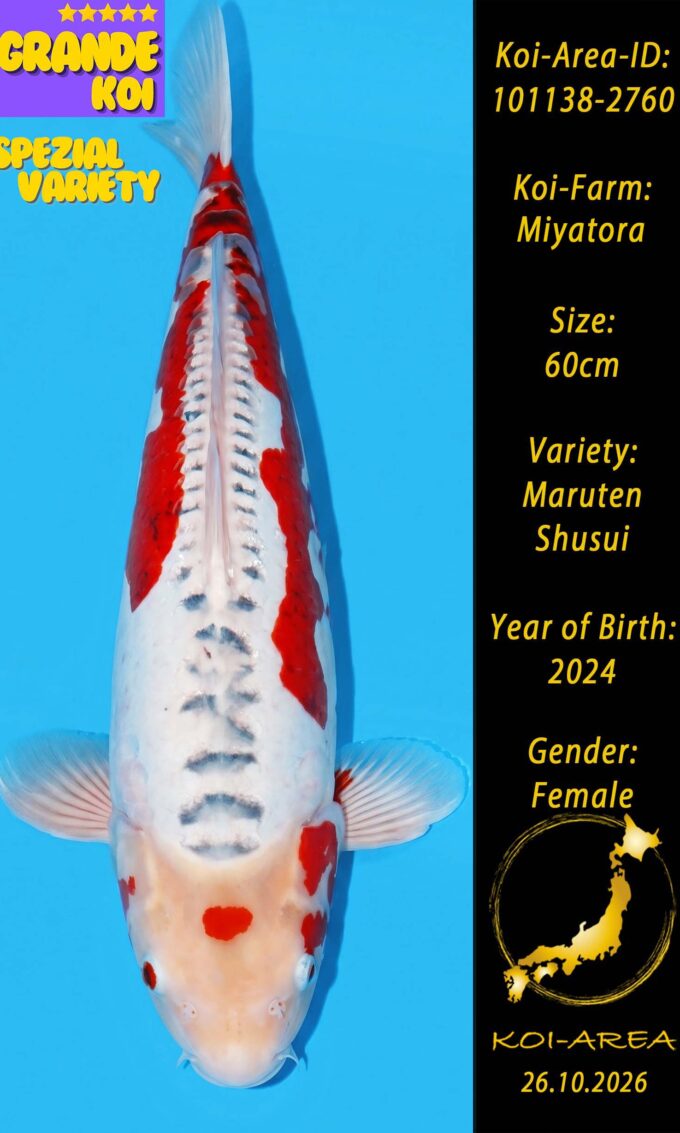 Show Koi 101138-2760