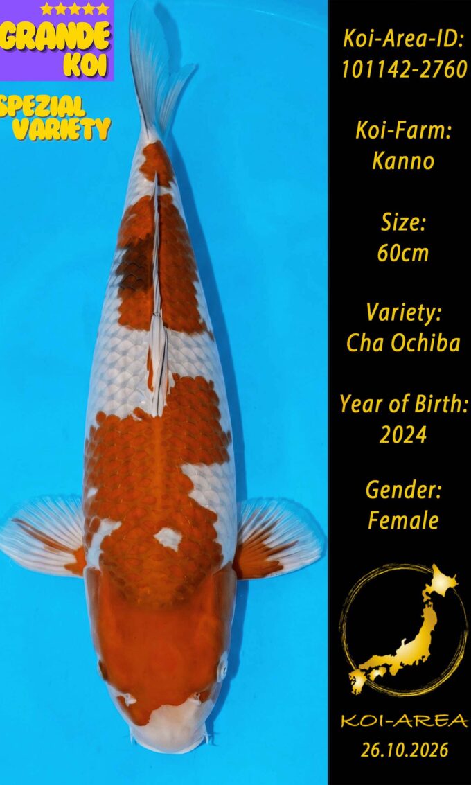 Show Koi 101142-2760