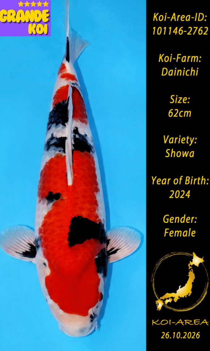 Show Koi 101146-2762