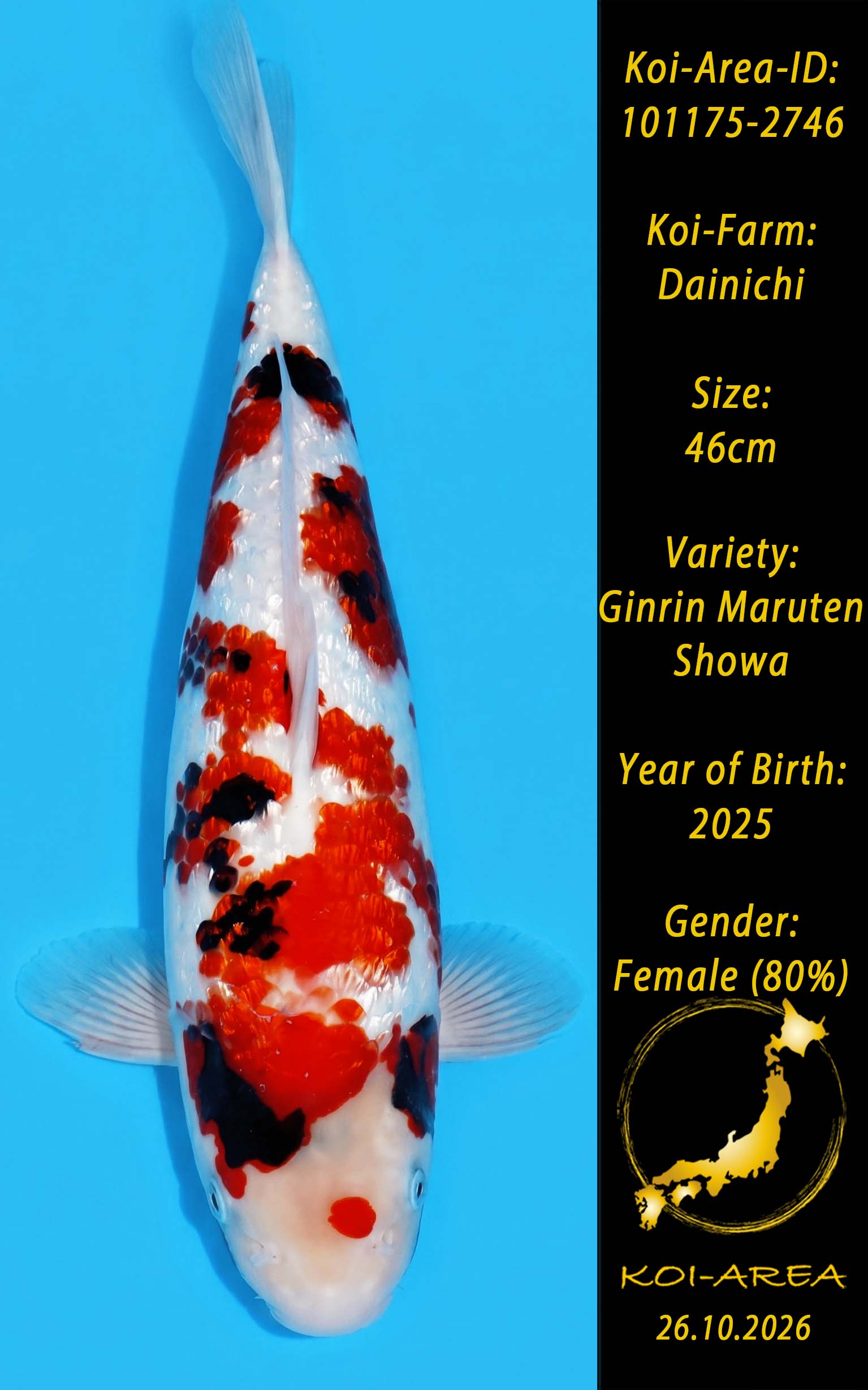 Tateshita 101175-2746