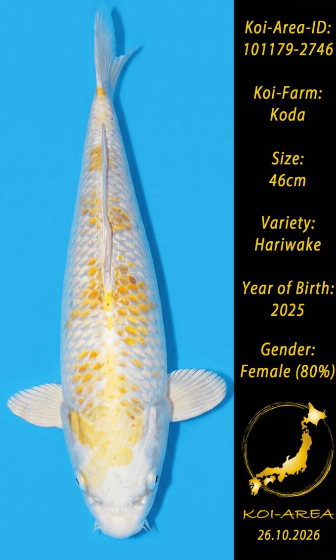 Show Koi 101179-2746